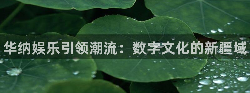 焦点娱乐vk：华纳娱乐引领潮流：数字文化的新疆域